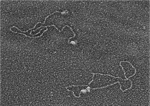 Early work in Rita Allen Foundation Scholar Gilbert Chu’s lab explored the biochemical mechanisms underlying DNA damage and repair. This electron microscope image shows two proteins that his lab implicated in the process, DNA-PK and Ku, binding to DNA ends (upper left) and bringing the ends together (lower right)—the first steps in a pathway that repairs DNA double-strand breaks. (Image: Courtesy of Gilbert Chu)