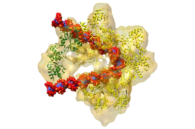 Rita Allen Foundation Scholar Bruce Stillman has characterized the origin recognition complex, a group of six proteins (shown in yellow in this illustration) that binds to origin of replication sequences on chromosomal DNA (red and blue). The recruitment of the Cdc6 protein (green) also prepares the DNA for unwinding and subsequent replication—an essential process for cell division. (Image: Brookhaven National Laboratory)