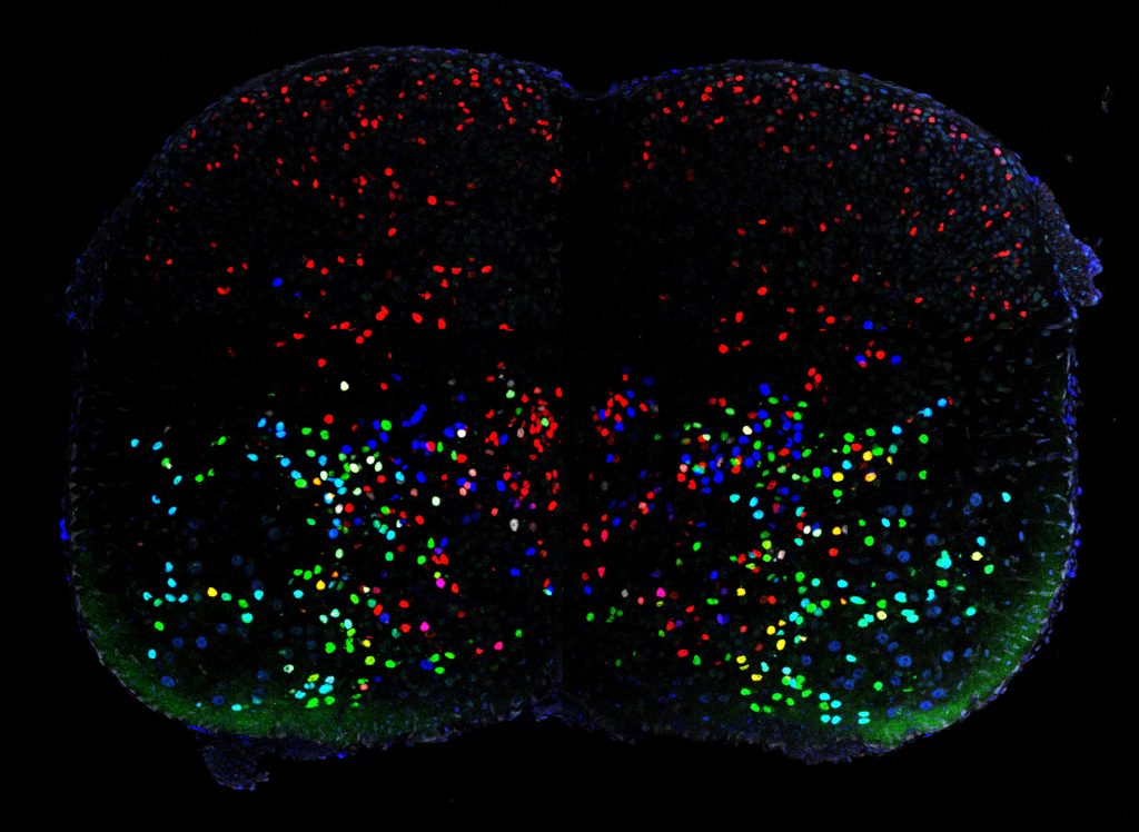 Rita Allen Foundation Scholar Thomas Jessell and his colleagues recently developed a novel method for identifying distinct classes of neurons based on the expression patterns of 19 transcription factors. Here, various classes of V1 interneurons in the mouse lumbar spinal cord are labeled with different colors according to their transcription factor “fingerprints” and corresponding roles in motor control. (Image: Jay Bikoff, Columbia University’s Zuckerman Institute)