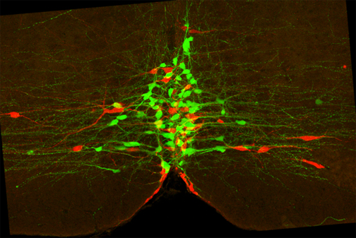 serotonergic neurons