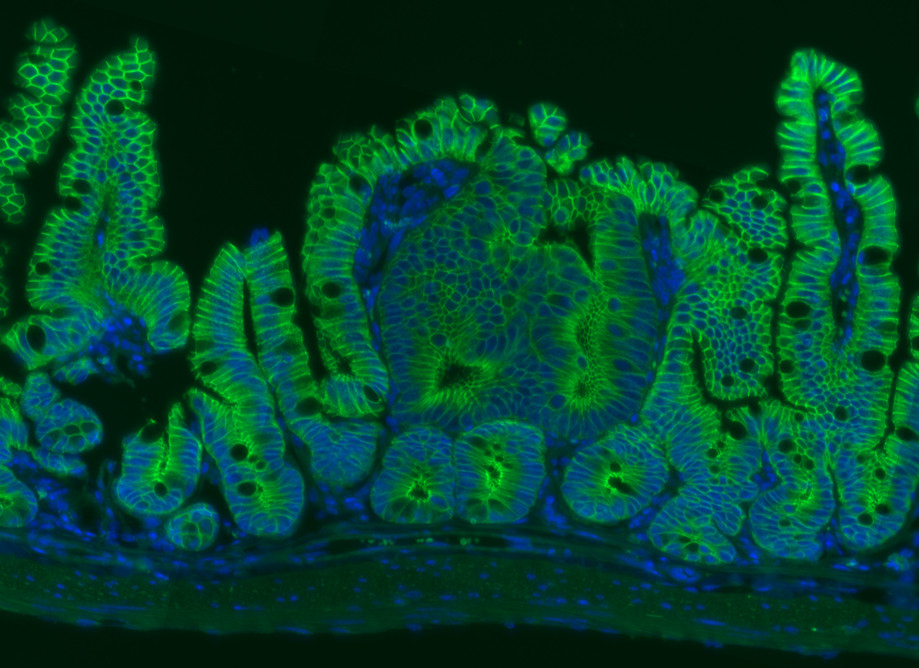 Joshua Mendell: Drawn to the Enigmas of RNA - Rita Allen Foundation