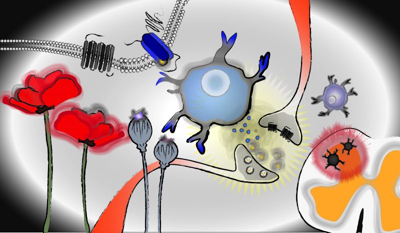 Rita Allen Foundation Scholar Tuan Trang and others are working toward a comprehensive understanding and appreciation of the fundamental molecules, processes and cell types involved in chronic pain—as shown in this stylized depiction.