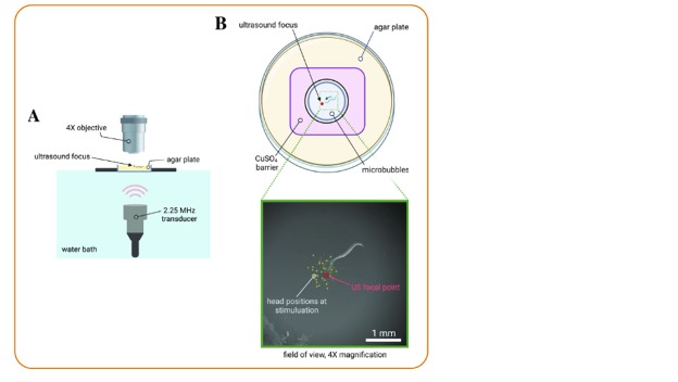 a science diagram showing ultrasound affecting a neuron